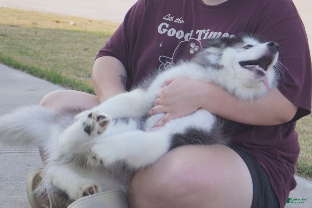 Alaskan Malamute dogs for sale: Xiao Hong - Ad 28