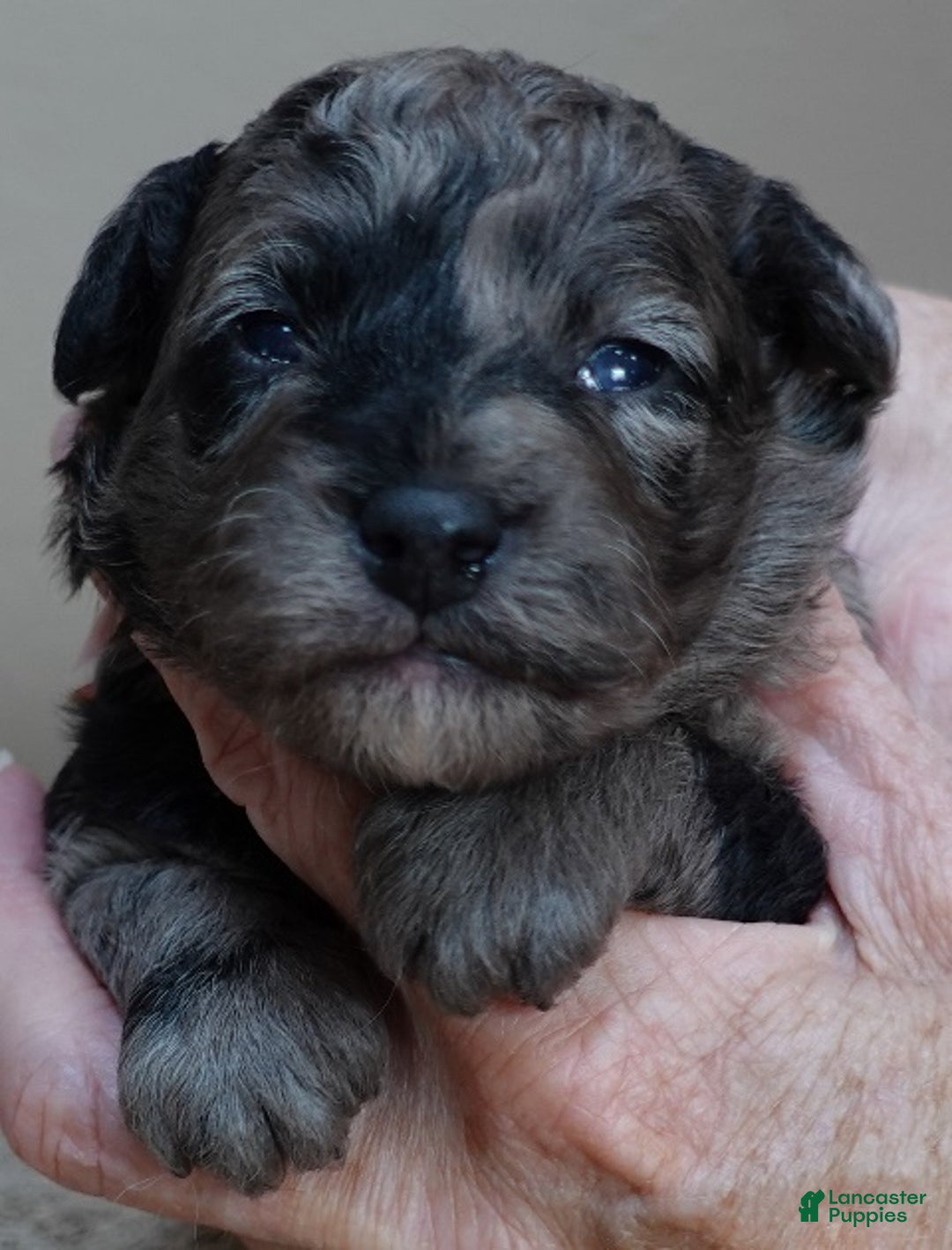 Toy Poodle dogs for sale: Millie - Ad 6