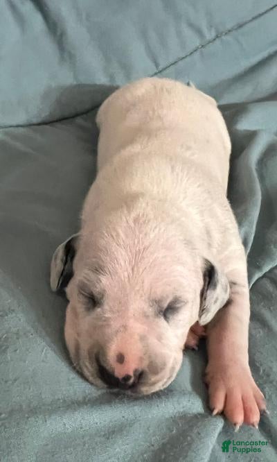 Dalmatian dogs Dalmatian Puppy 3 - Ad 3