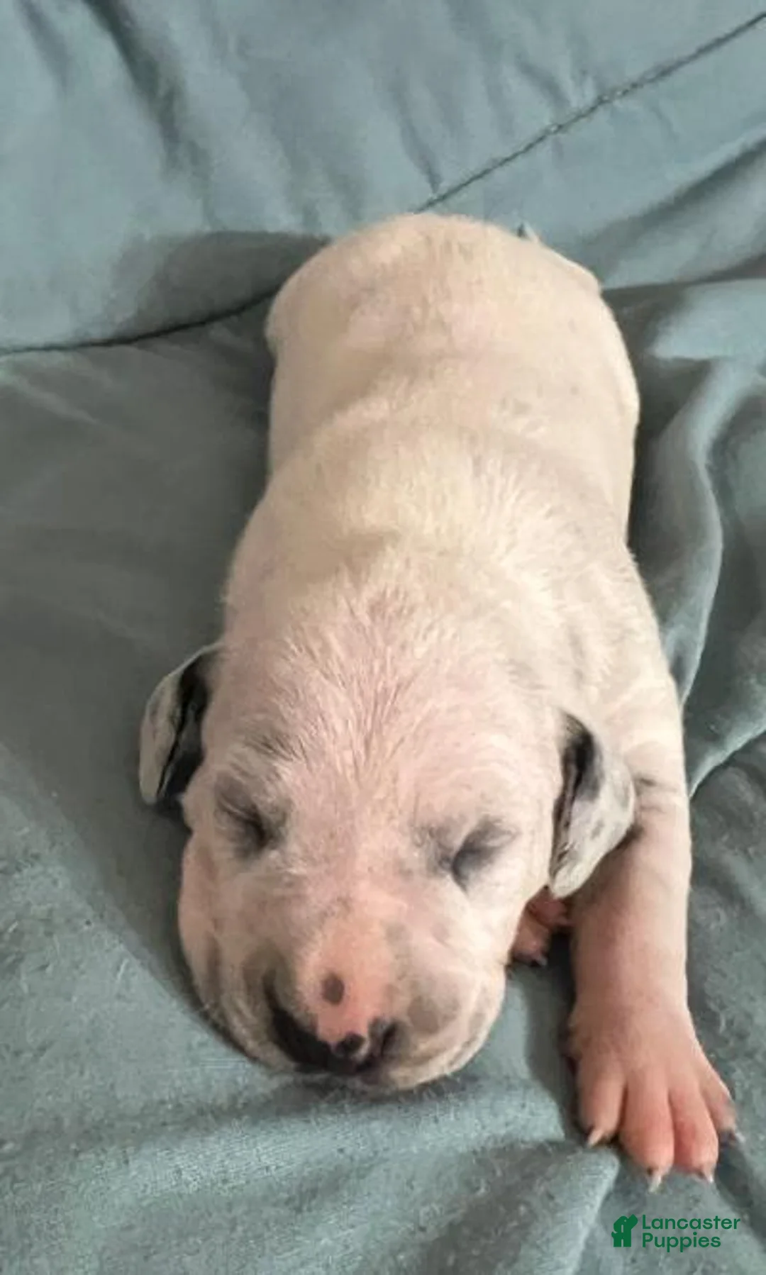 Dalmatian dogs for sale: Dalmatian Puppy 3 - Ad 1