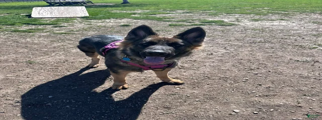 Nova