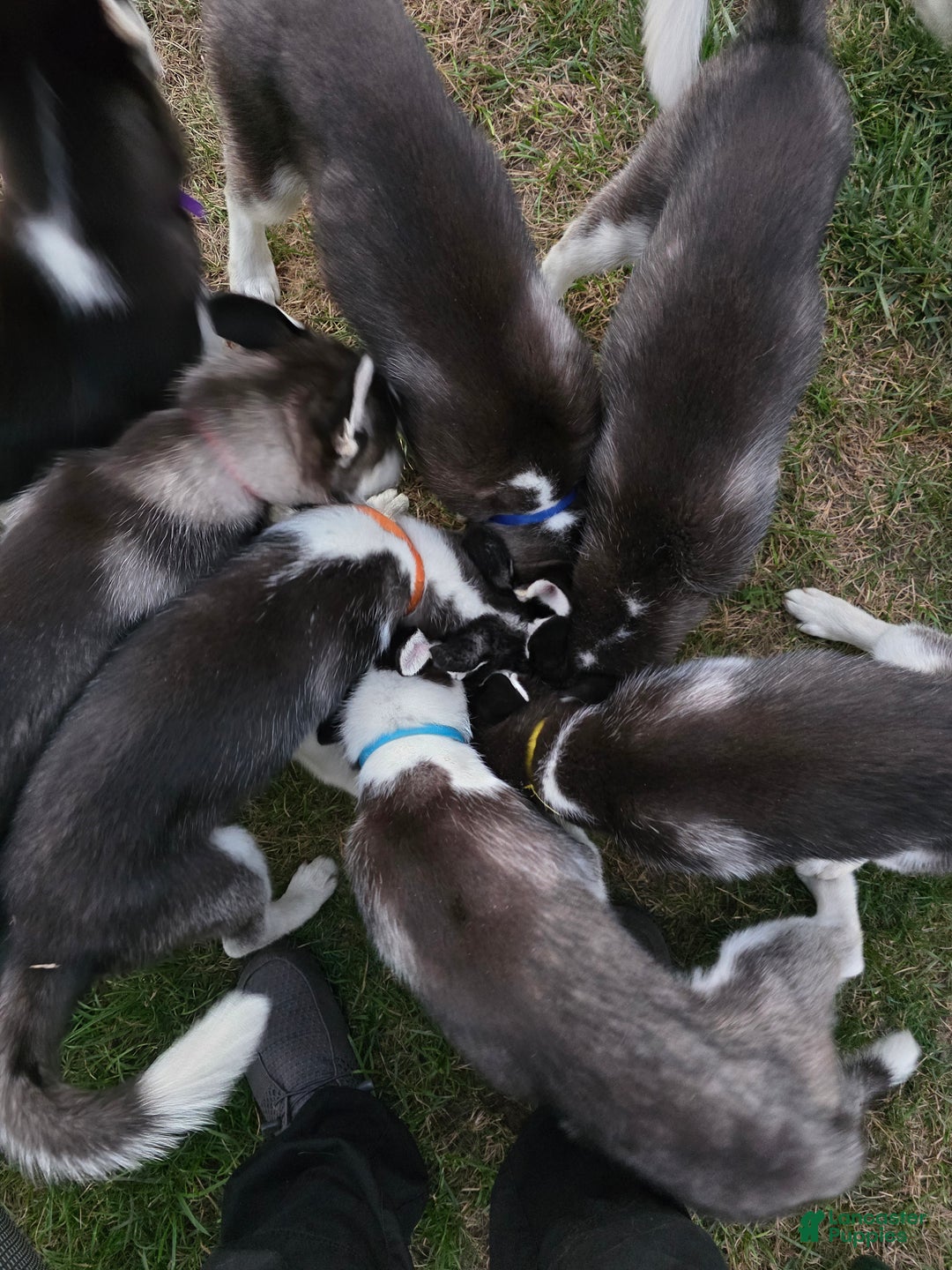 Siberian Husky dogs for sale: Daisy - Ad 10