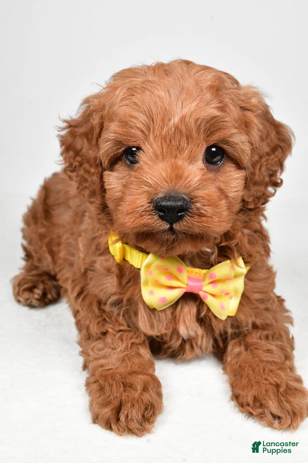 Cockapoo dogs for sale: Rascal - Ad 4