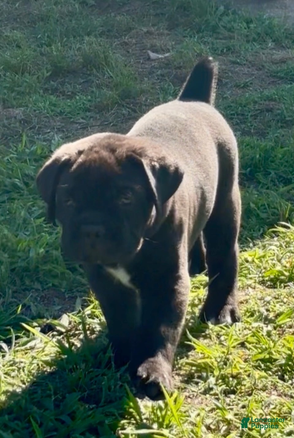 Cane Corso dogs Cane Corso Puppy 3 - Ad 37