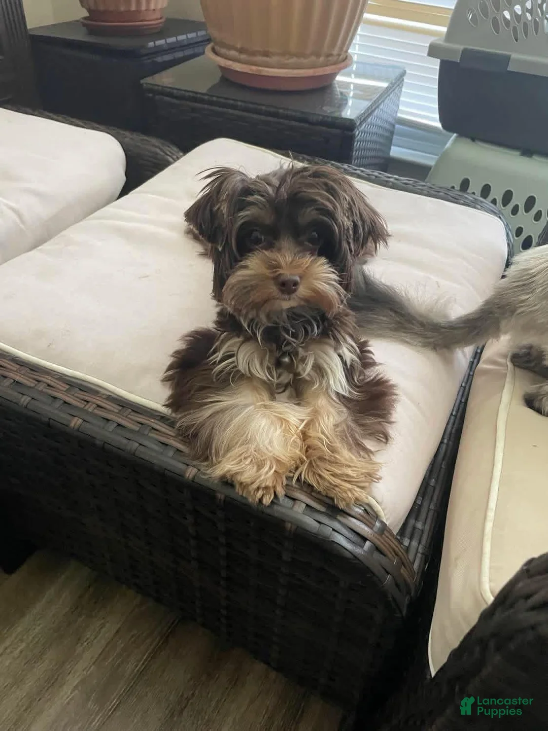 Yorkshire Terrier dogs for sale: Boy - Ad 4