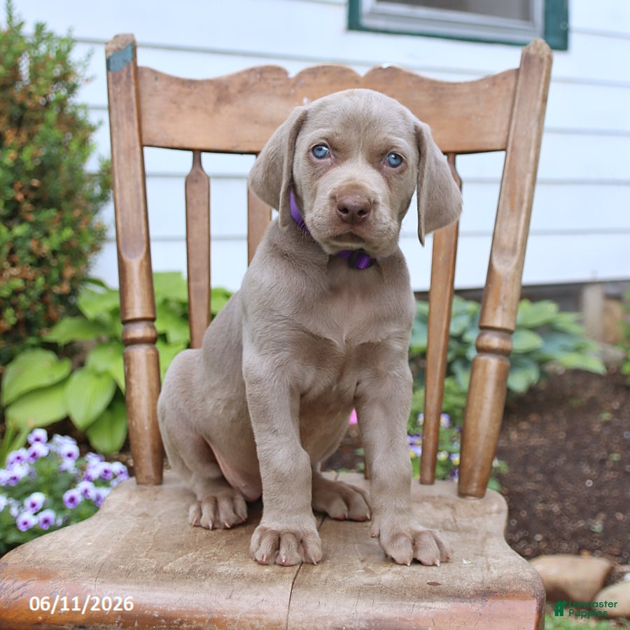 Weimaraner dogs Skye - Ad 2