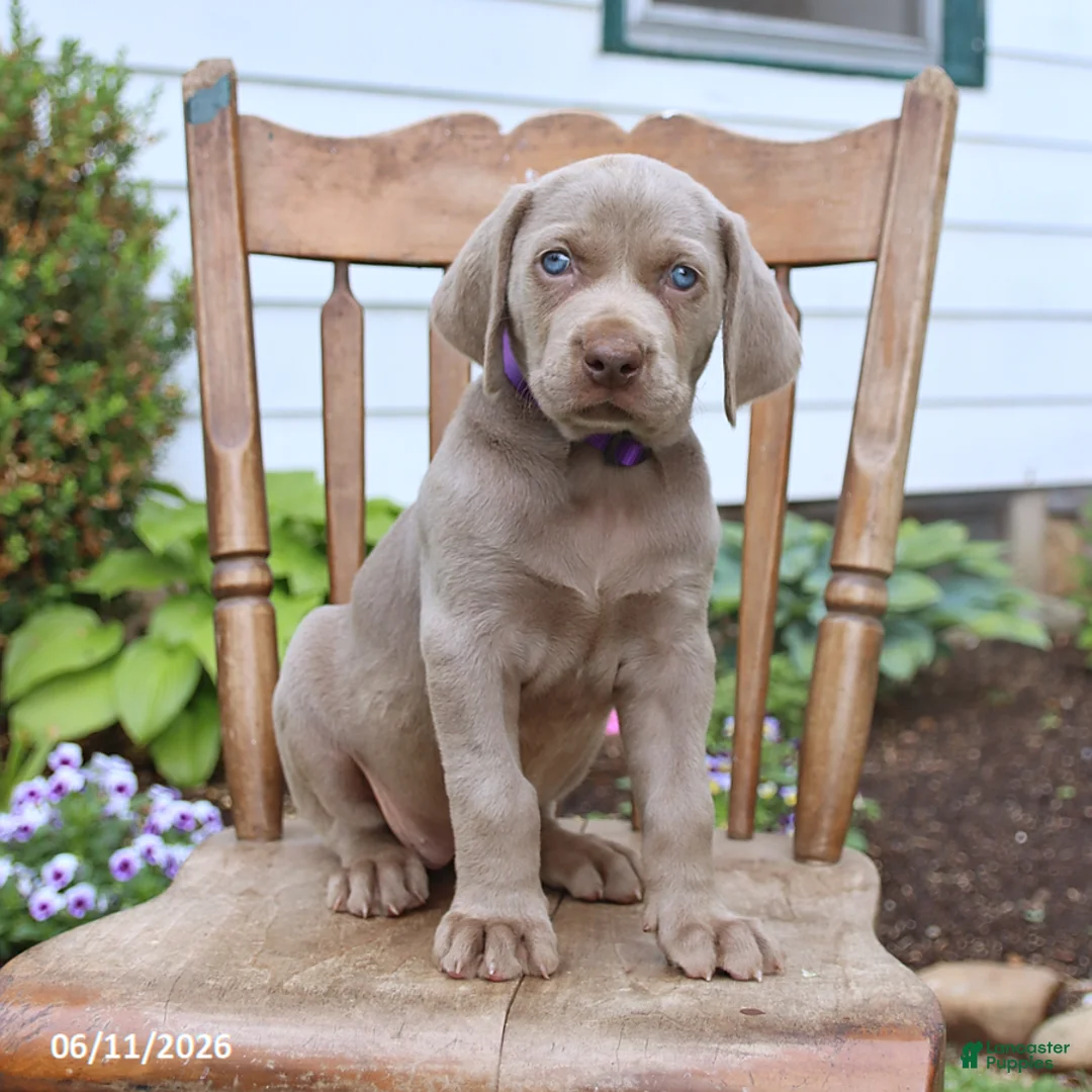 Weimaraner dogs for sale: Skye - Ad 2