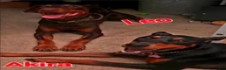 Doberman Pinscher dogs for sale: Akira F2 - Ad 4