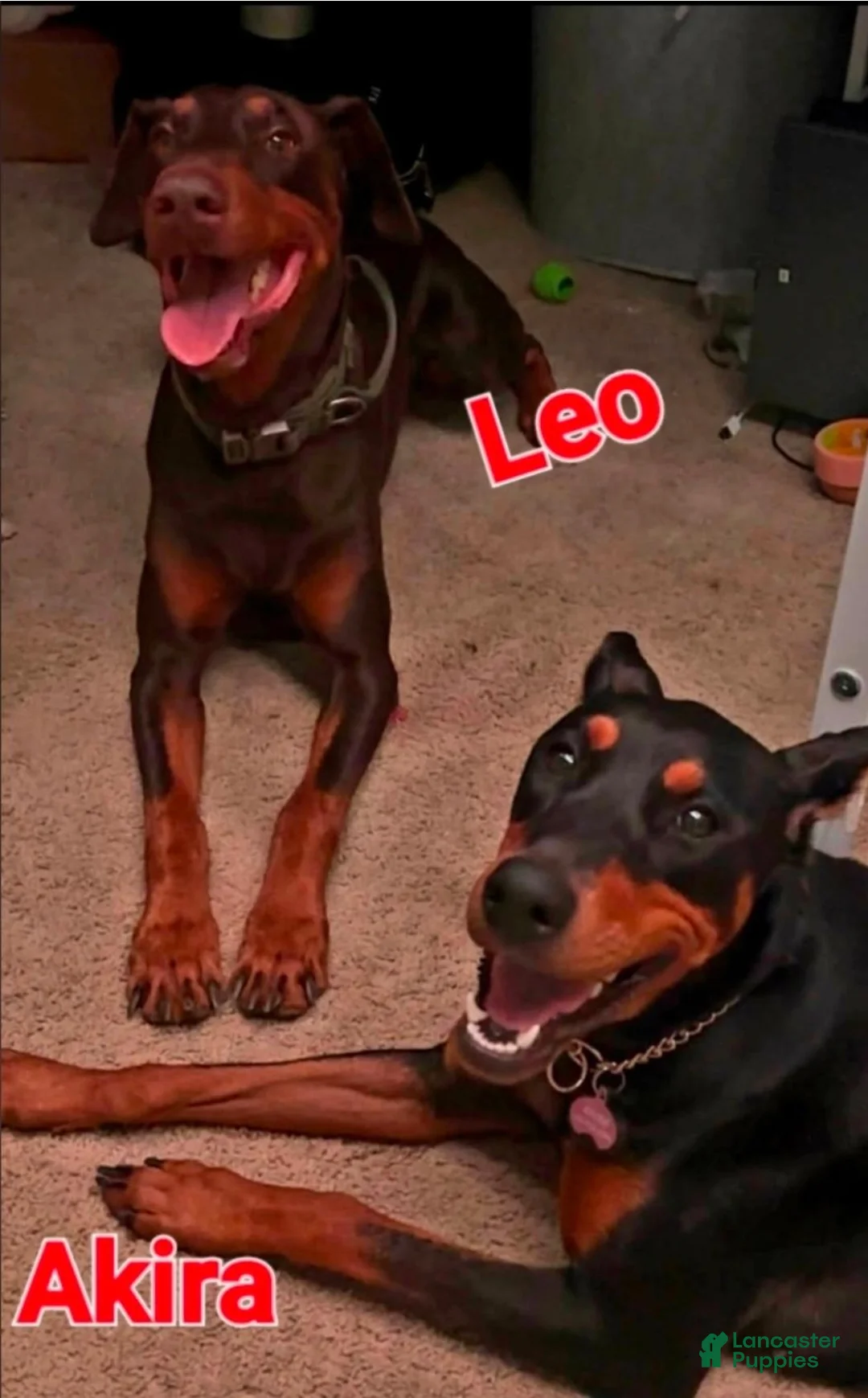 Doberman Pinscher dogs for sale: Akira F2 - Ad 4