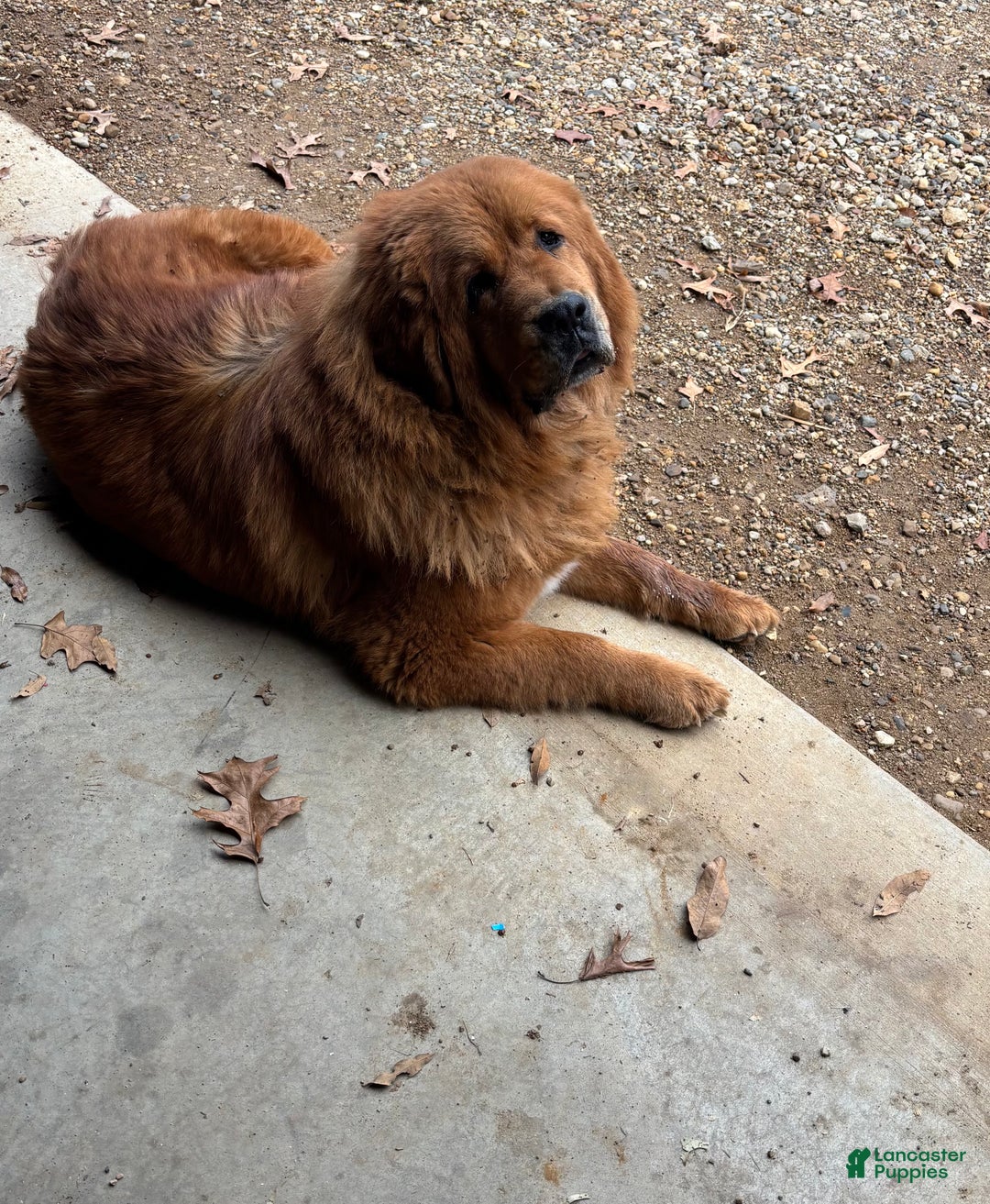 Mixed Breed dogs for sale: Tibetan Mastiff/Bernese Mountain Dog Male 2 - Ad 15