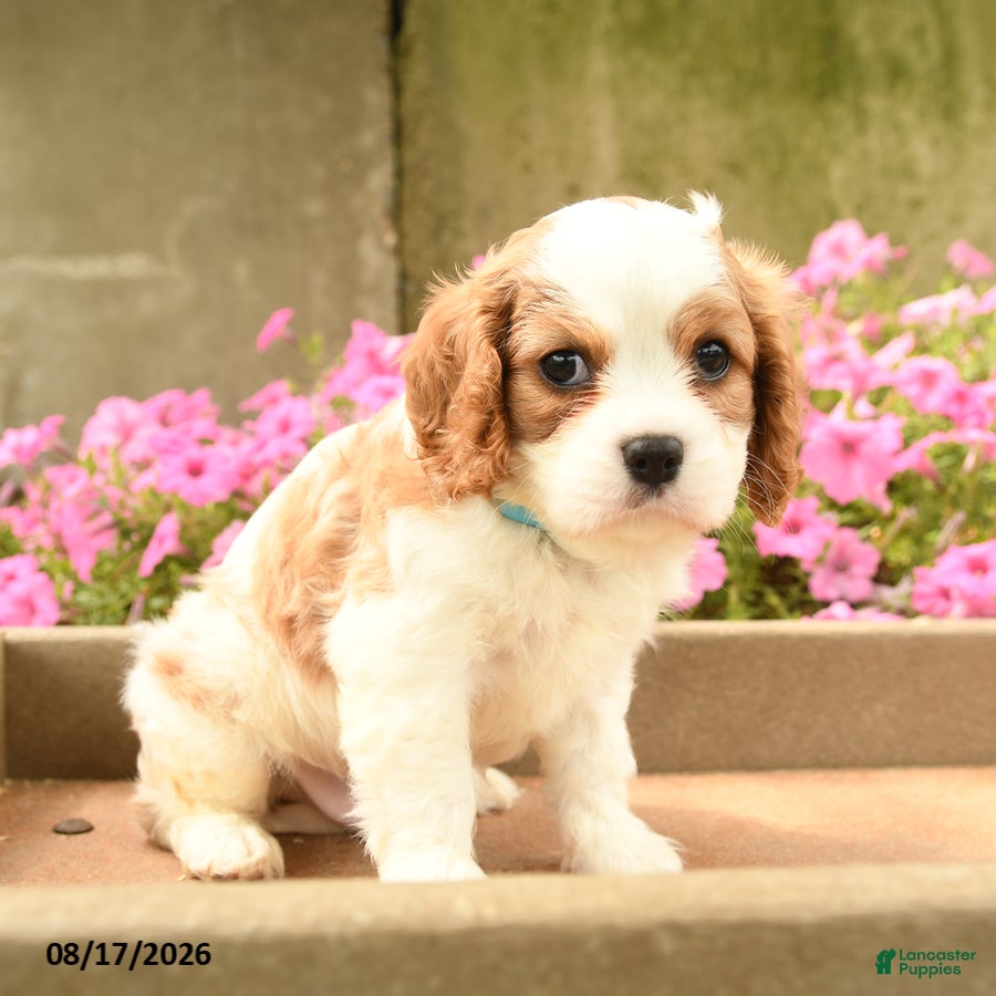 Cavalier King Charles Spaniel dogs Ford - Ad 2