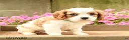Cavalier King Charles Spaniel dogs for sale: Ford - Ad 2