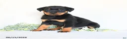 Rottweiler dogs for sale: Alfie - Ad 4