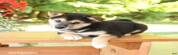 Shiba Inu dogs for sale: Kitkat - Ad 3