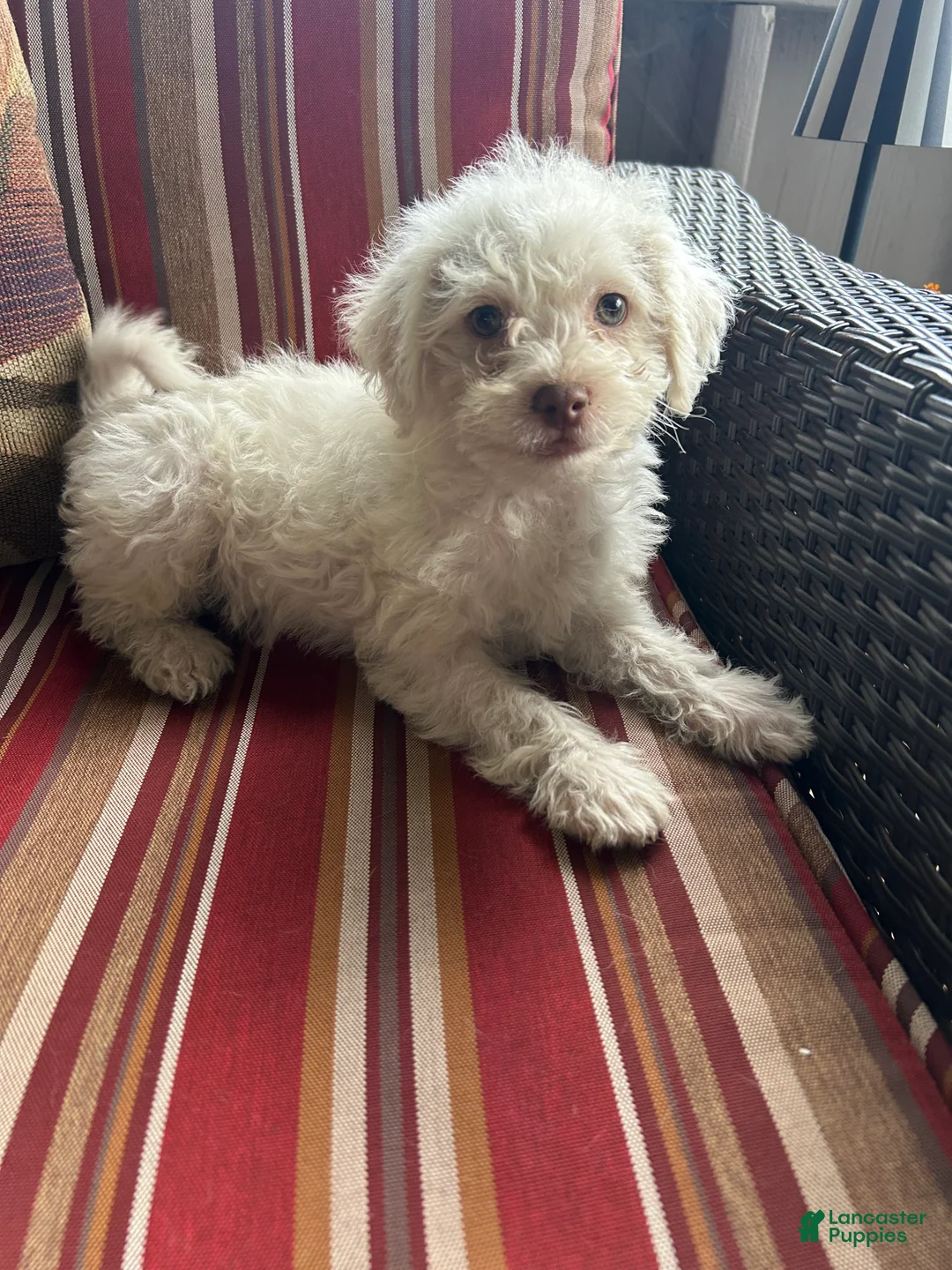 Shihpoo dogs for sale: Nick - Ad 1