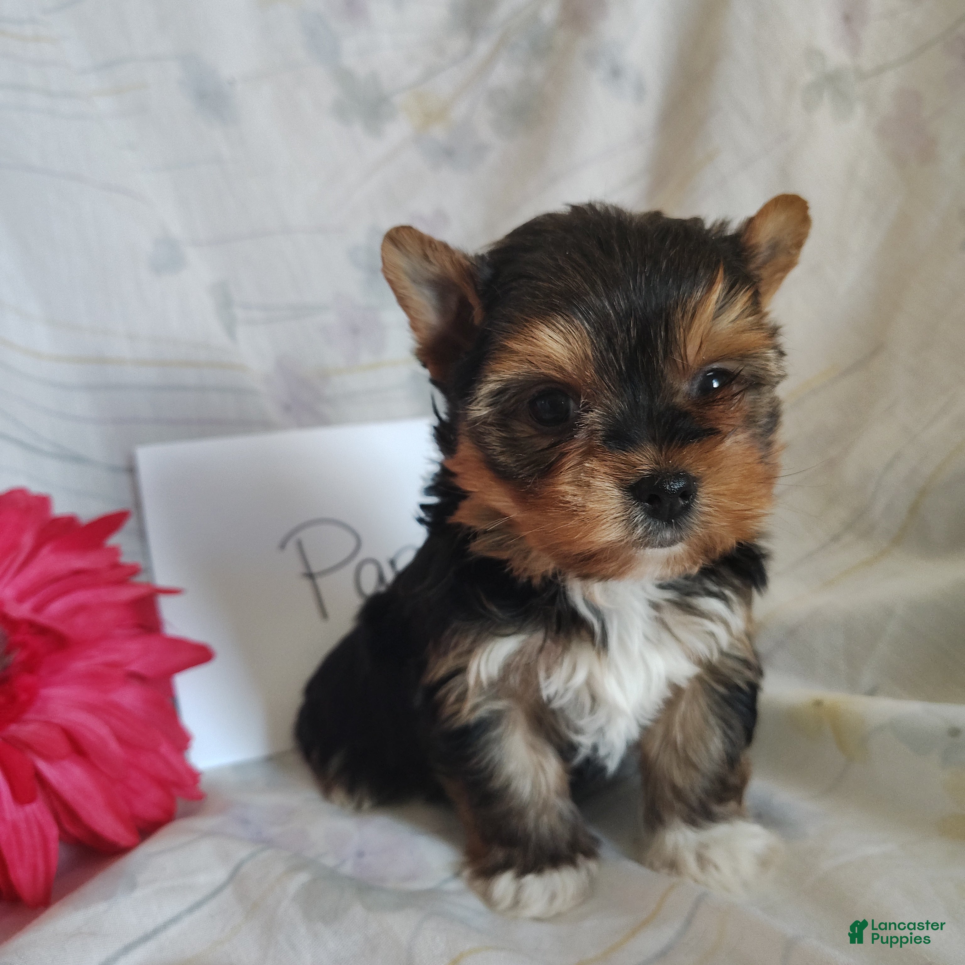 Yorkshire Terrier dogs Paris - Ad 6