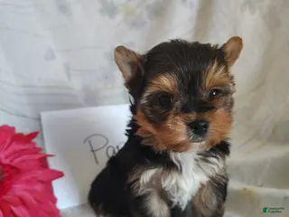 Yorkshire Terrier dogs Paris - Ad 6