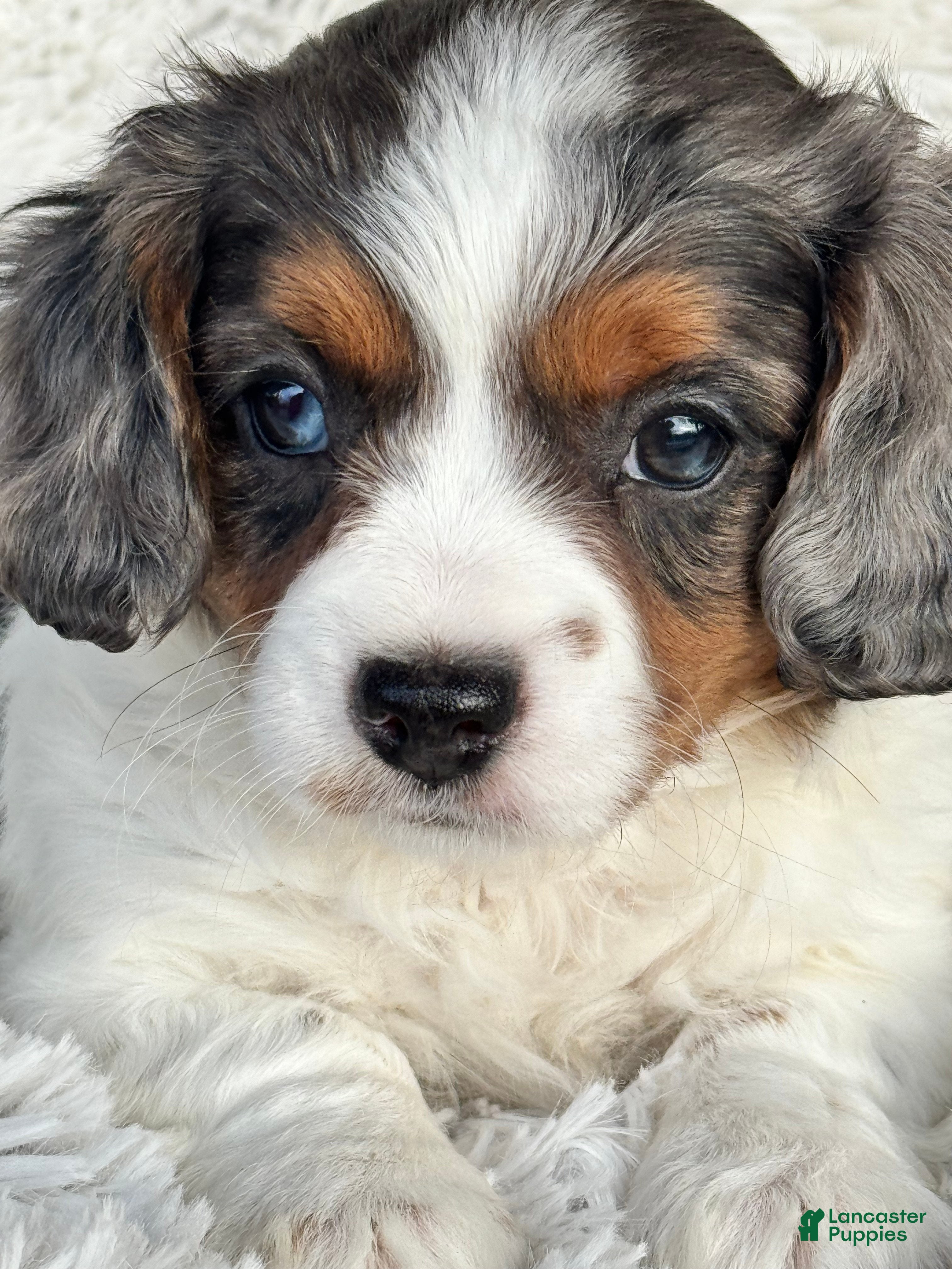 Cavapoo dogs Emmy - Ad 3