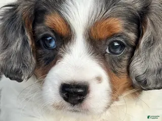 Cavapoo dogs Emmy - Ad 3