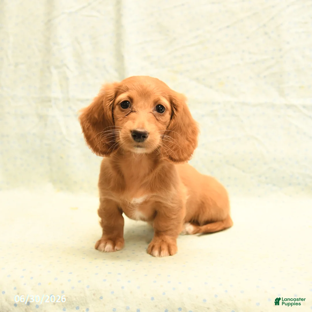 Dachshund dogs for sale: Faye - Ad 1
