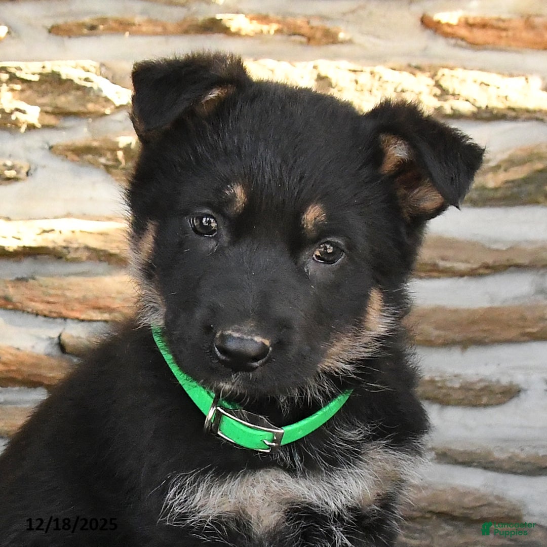 German Shepherd dogs for sale: Marcia - Ad 2