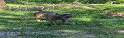 Cane Corso dogs for sale: Cane Corso 2 - Ad 2