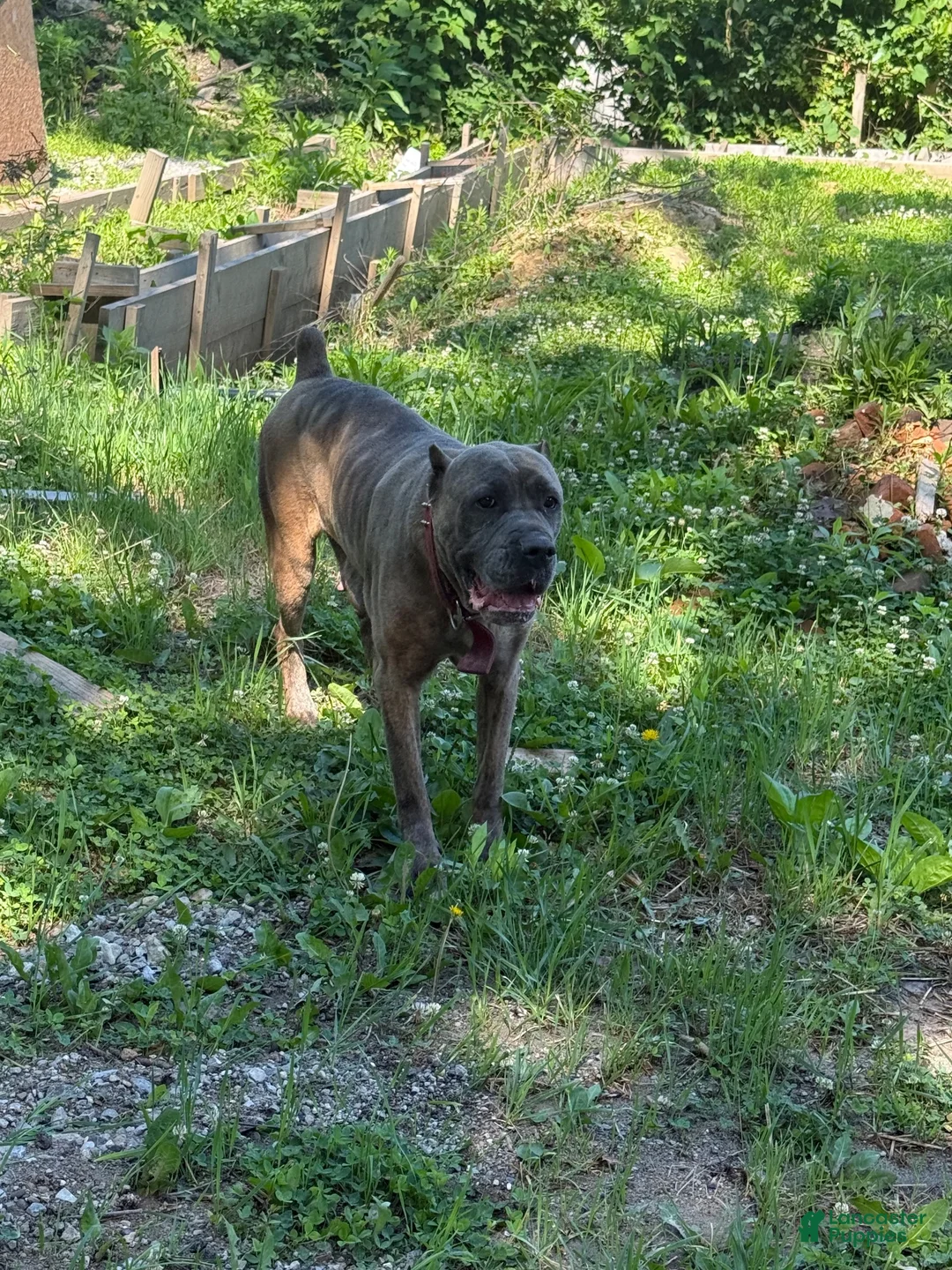 Cane Corso dogs for sale: Cane Corso 2 - Ad 2