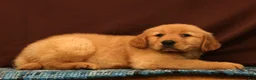 Golden Retriever dogs for sale: Evan - Ad 4