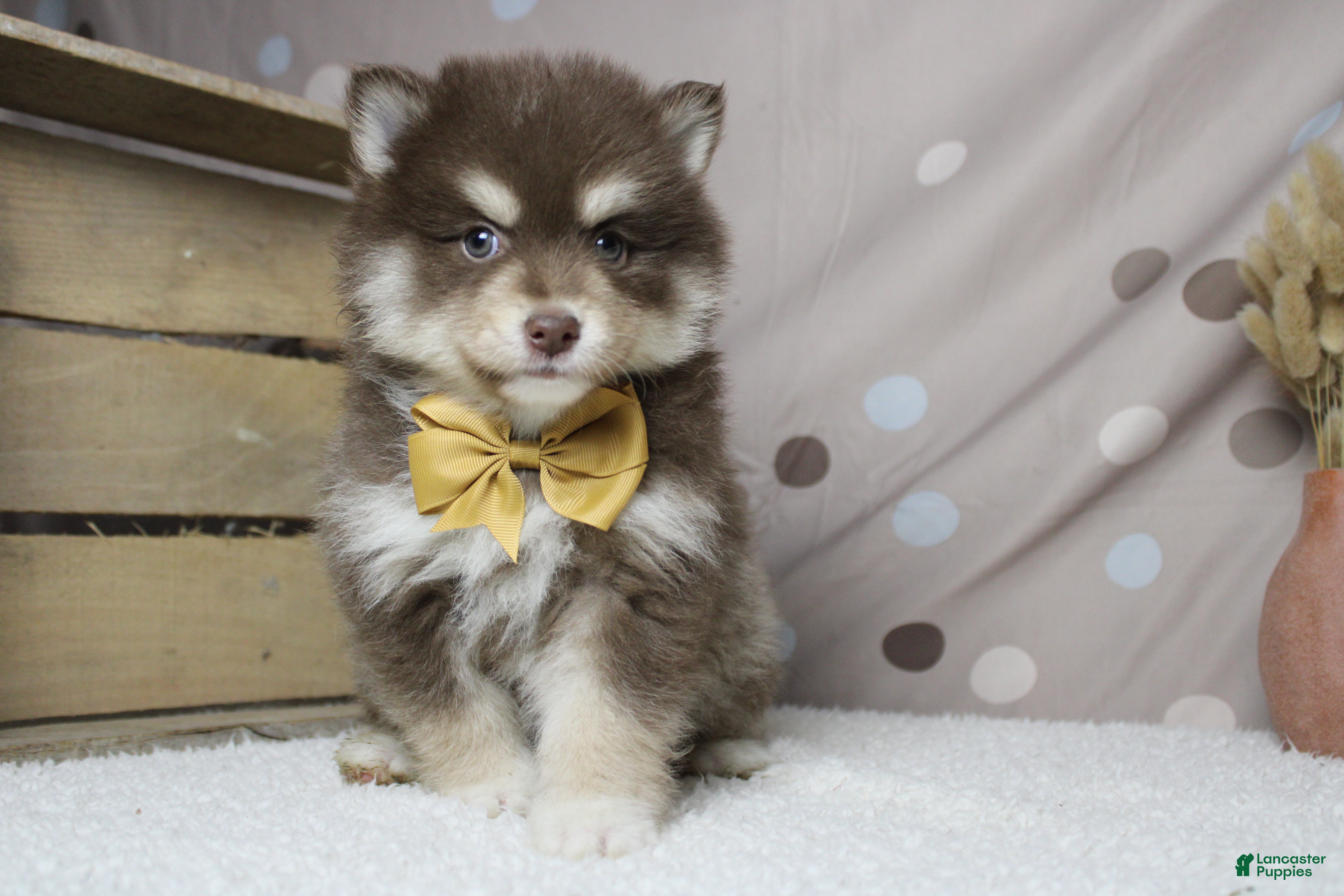 Pomsky dogs Huey  - Ad 3