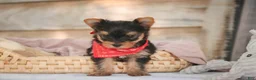 Yorkshire Terrier dogs for sale: Stephan Yorkshire Terrier  - Ad 8