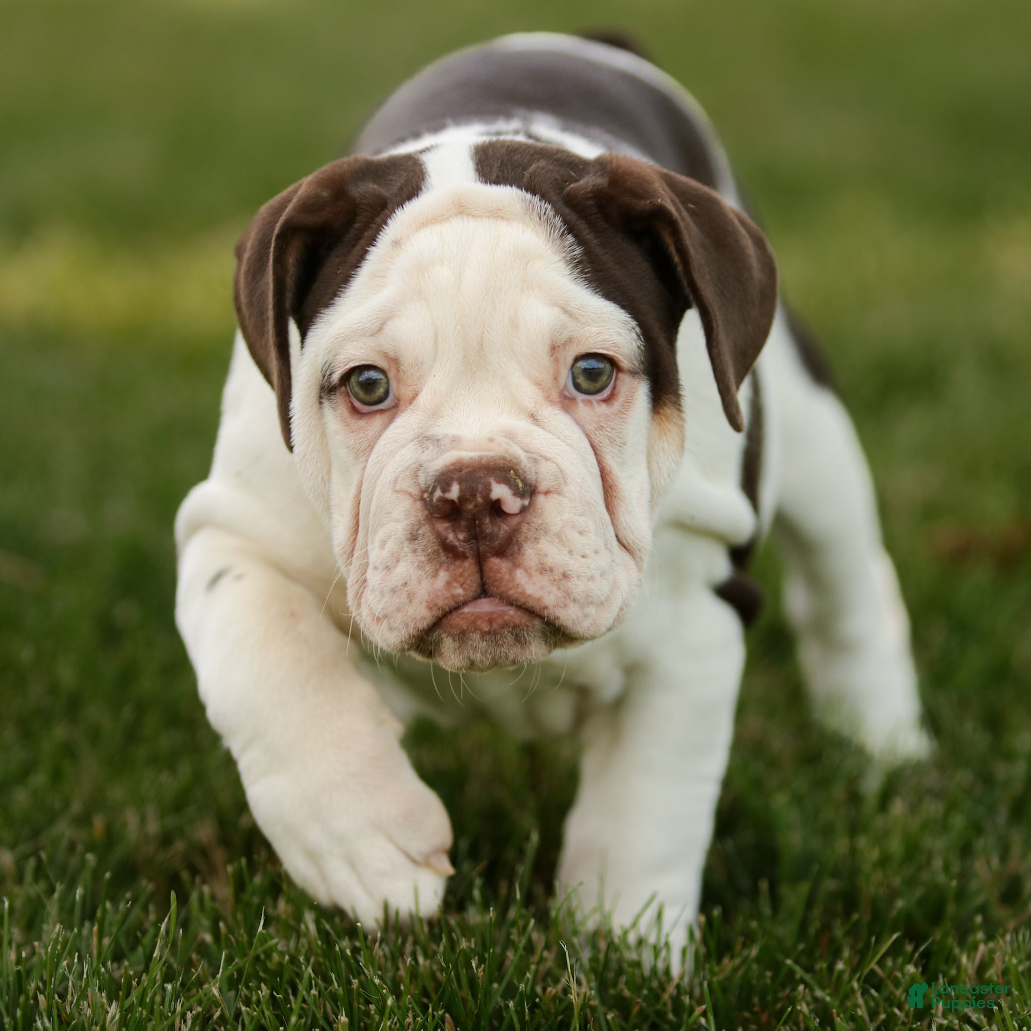 English Bulldog dogs Chocolate English Bulldog Puppy  - Ad 2