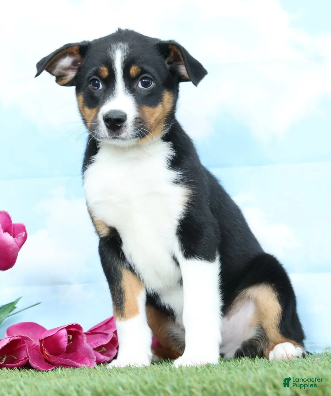 Mixed Breed dogs for sale: Benji - Ad 2