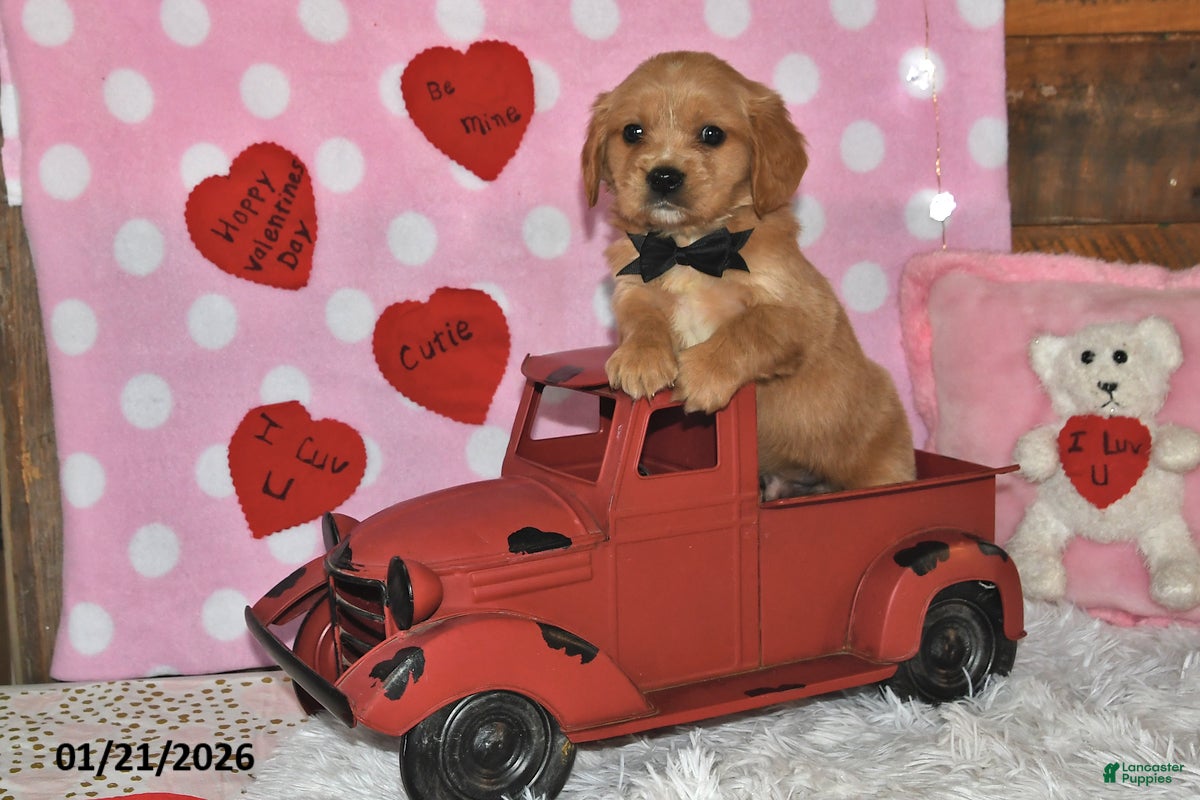 Miniature Golden Retriever dogs Reese - Ad 2