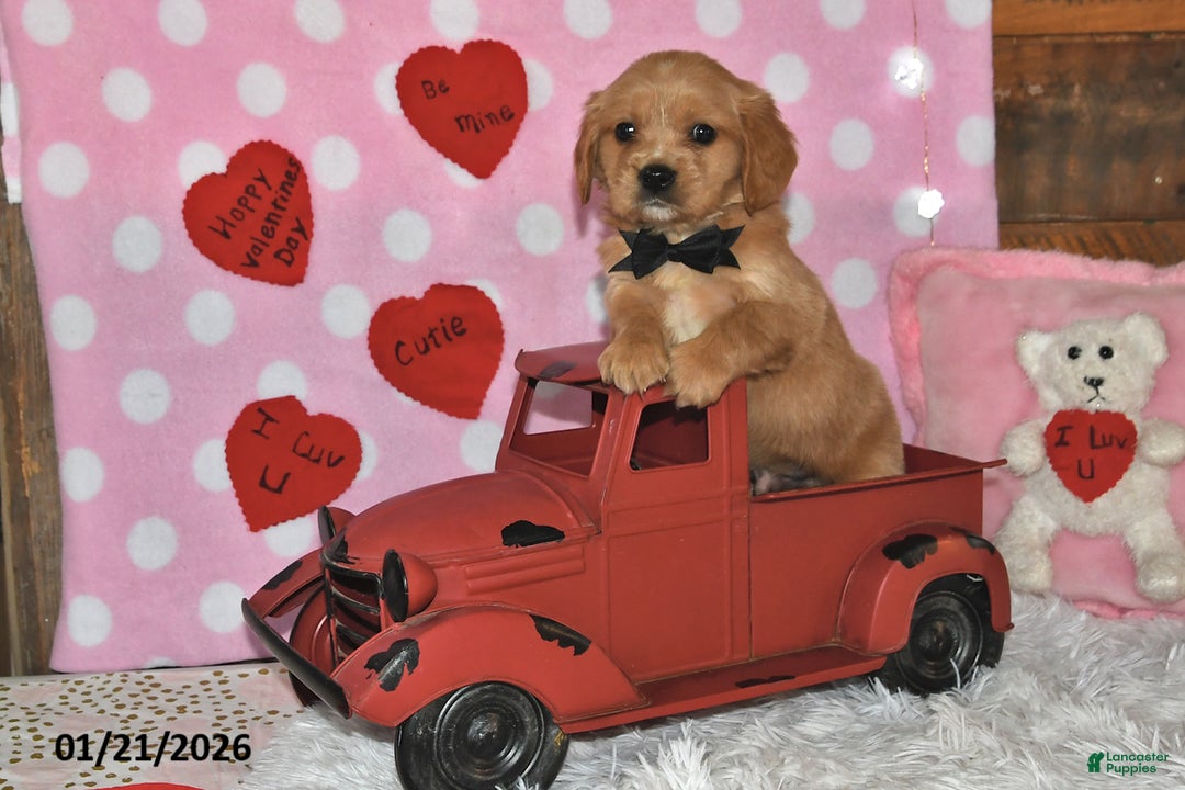 Miniature Golden Retriever dogs for sale: Reese - Ad 2