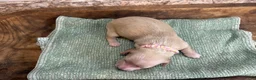 Miniature Dachshund dogs for sale: Aspen-Pink - Ad 5