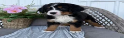 Bernese Mountain Dog dogs for sale: Sophie - Ad 5