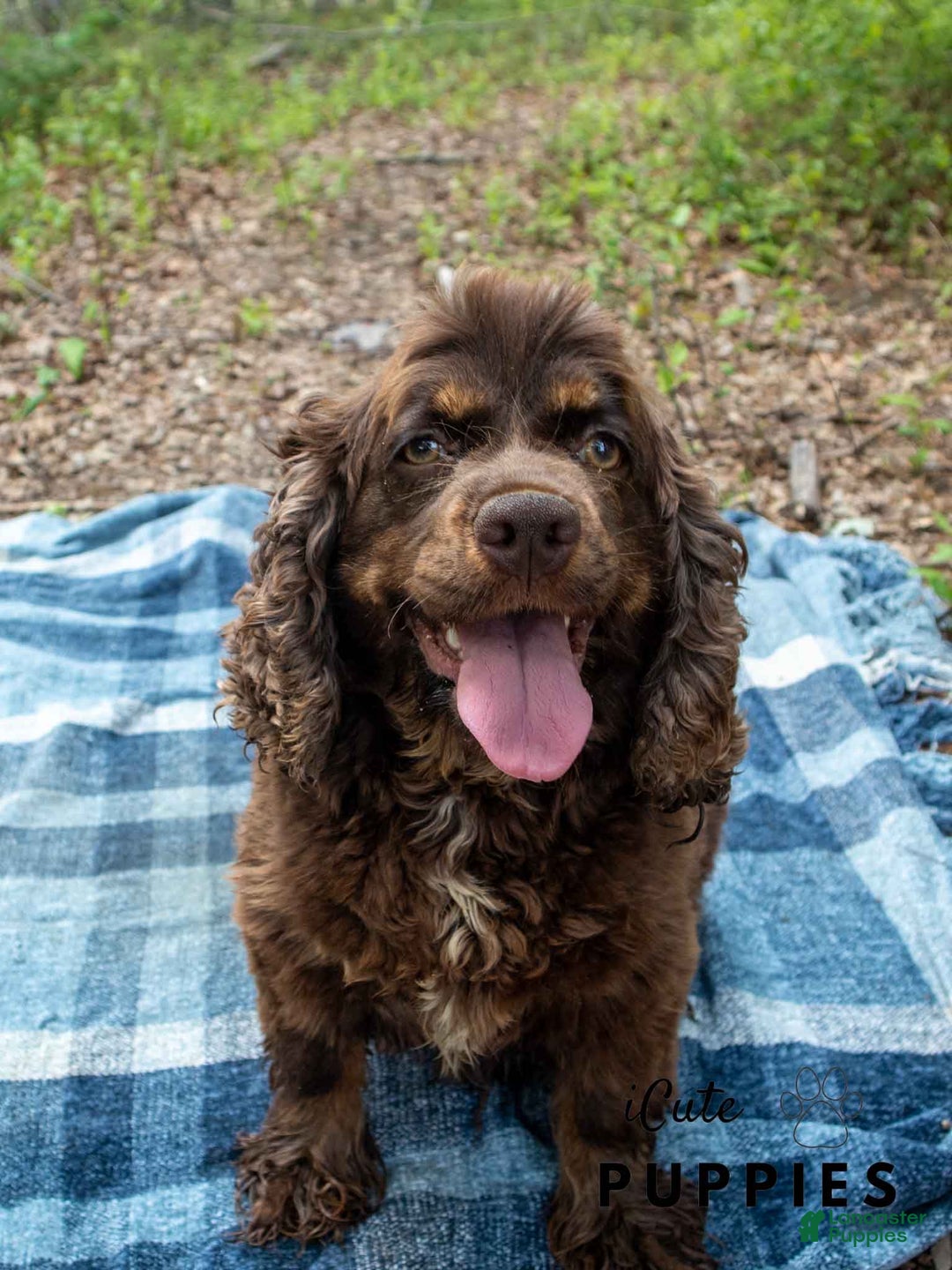 Cockapoo dogs for sale: Amber - Ad 10