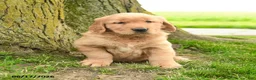 Golden Retriever dogs for sale: Prescott - Ad 4