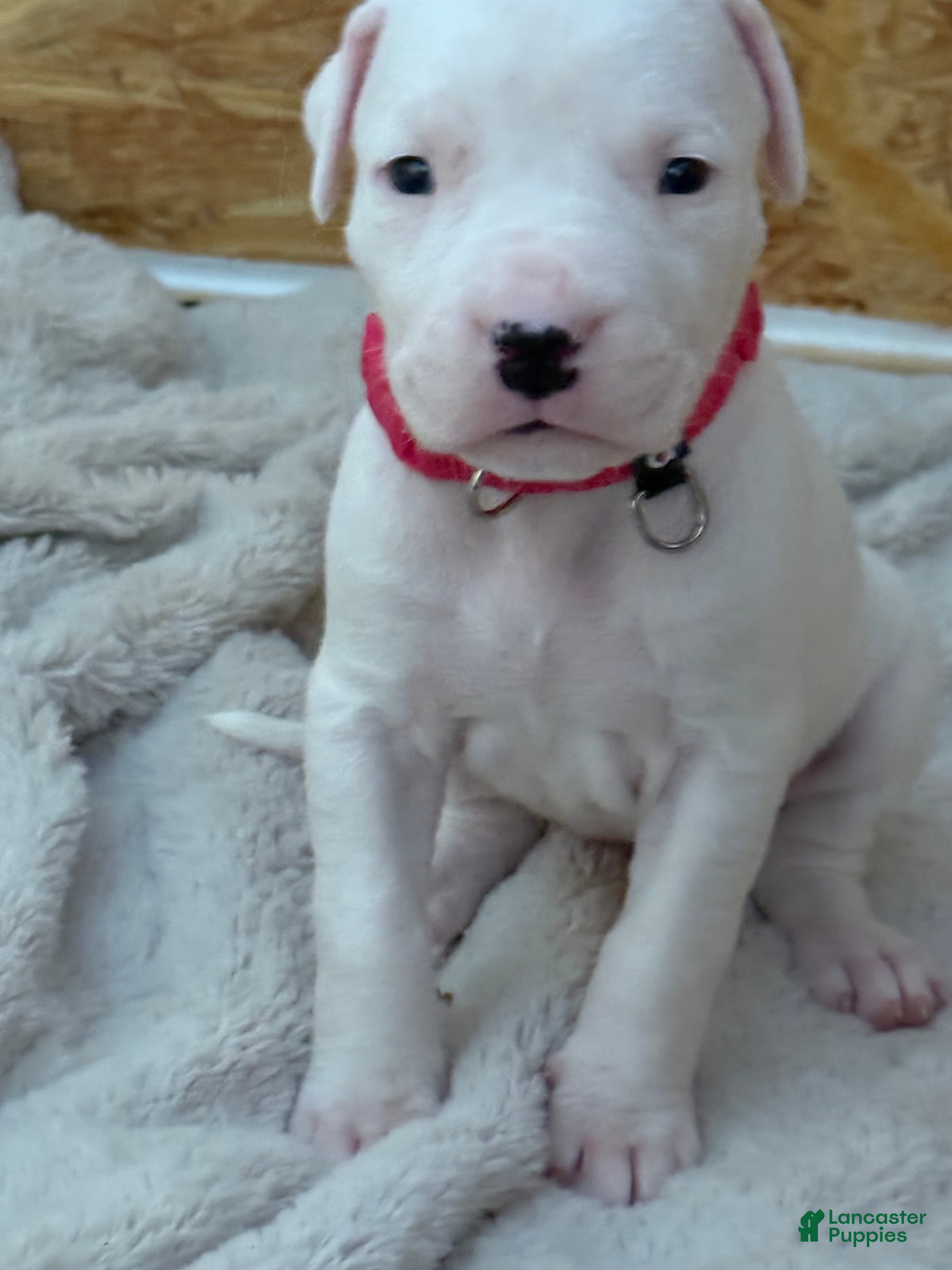 Dogo Argentino dogs Neon pink collar female - Ad 5