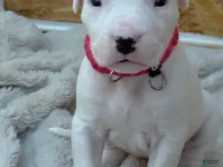 Dogo Argentino dogs Neon pink collar female - Ad 5