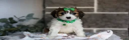 Cavapoo dogs for sale: Maggie - Ad 5