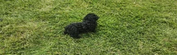 Mini Goldendoodle dogs for sale: Kacey - Ad 2