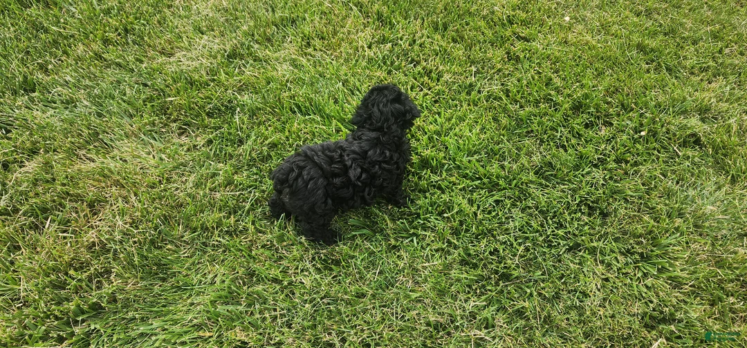 Mini Goldendoodle dogs for sale: Kacey - Ad 2
