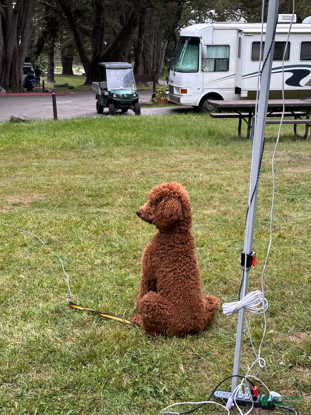 Standard Poodle dogs for sale: Atlas - Ad 13