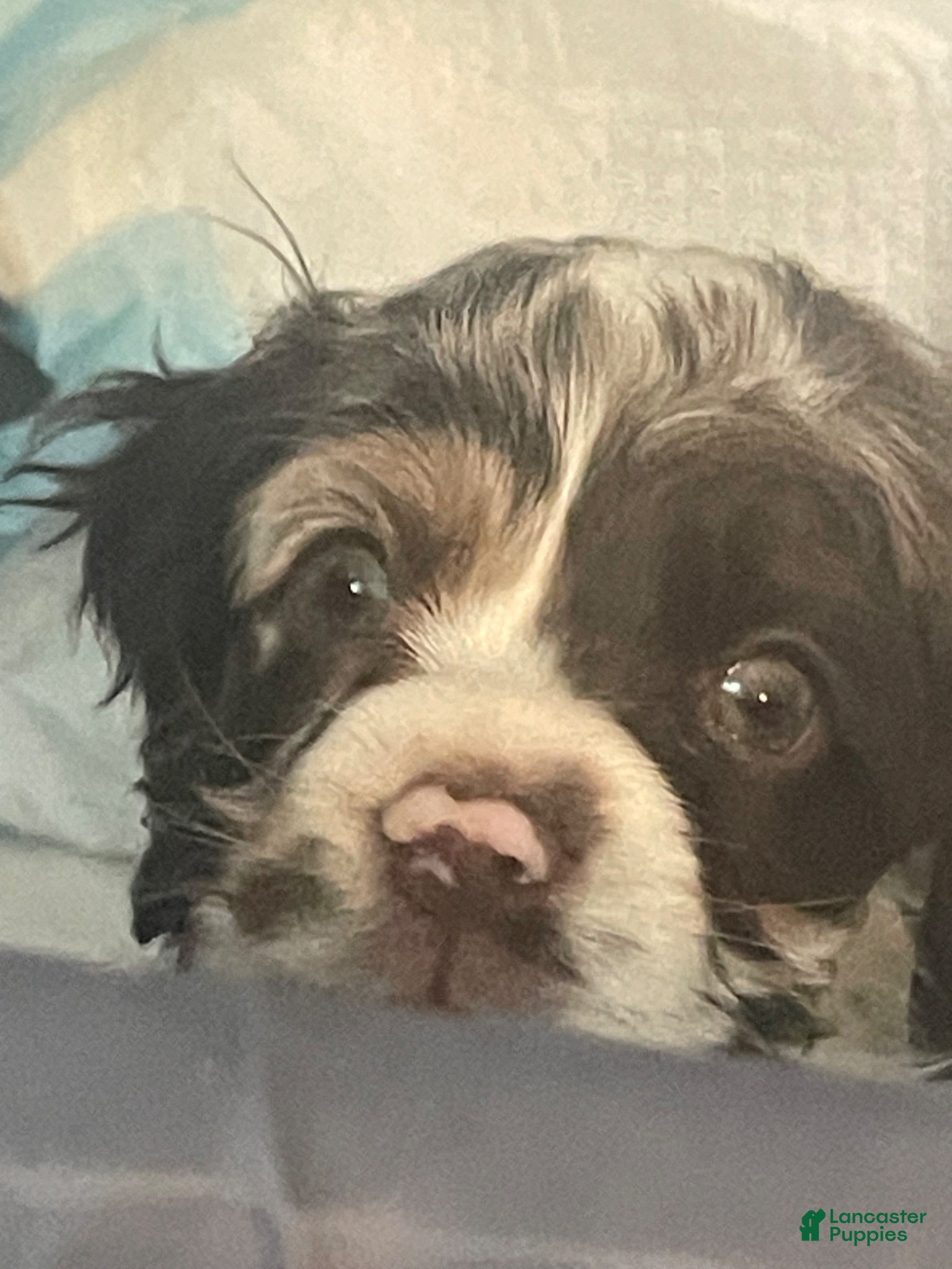 Cocker Spaniel dogs Cocker Spaniel 4 - Ad 32
