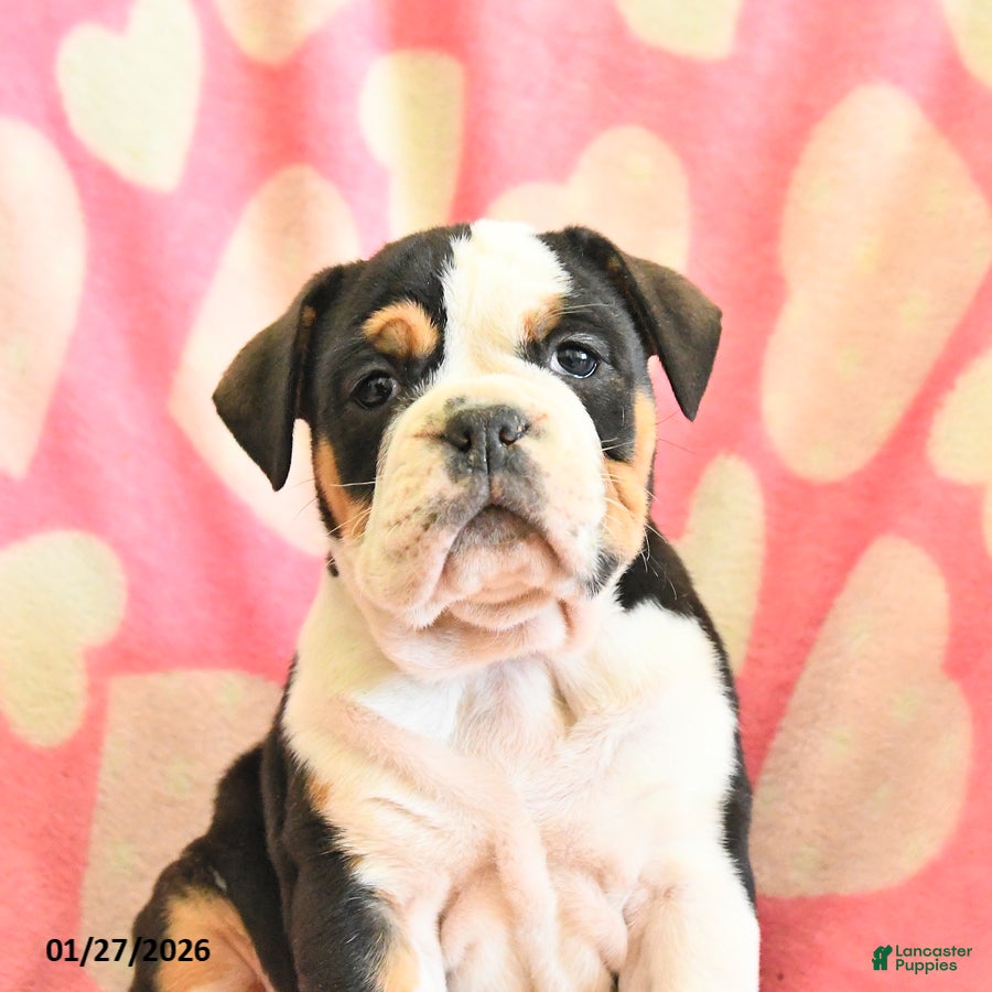 Olde English Bulldogge dogs Birdie - Ad 2