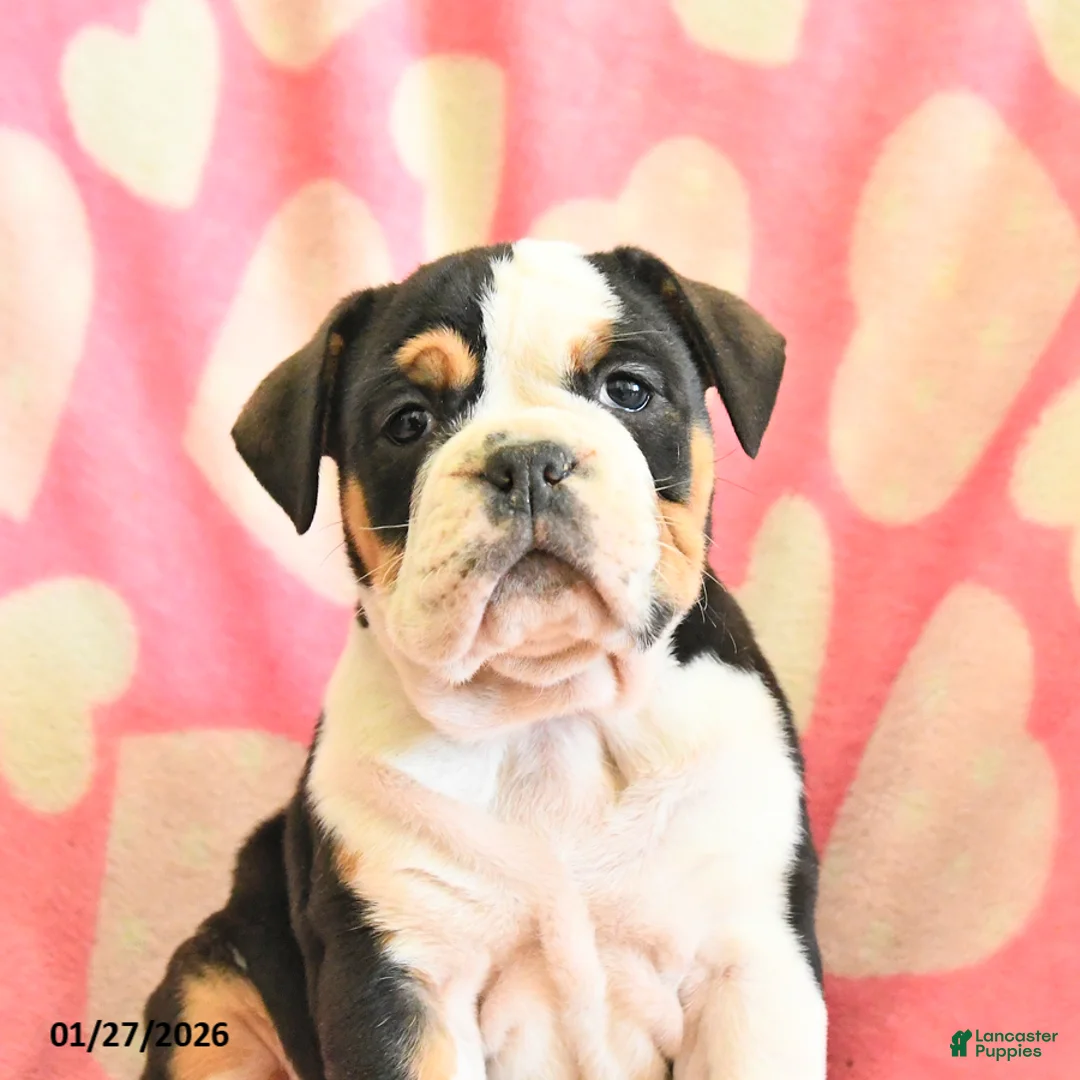 Olde English Bulldogge dogs for sale: Birdie - Ad 2