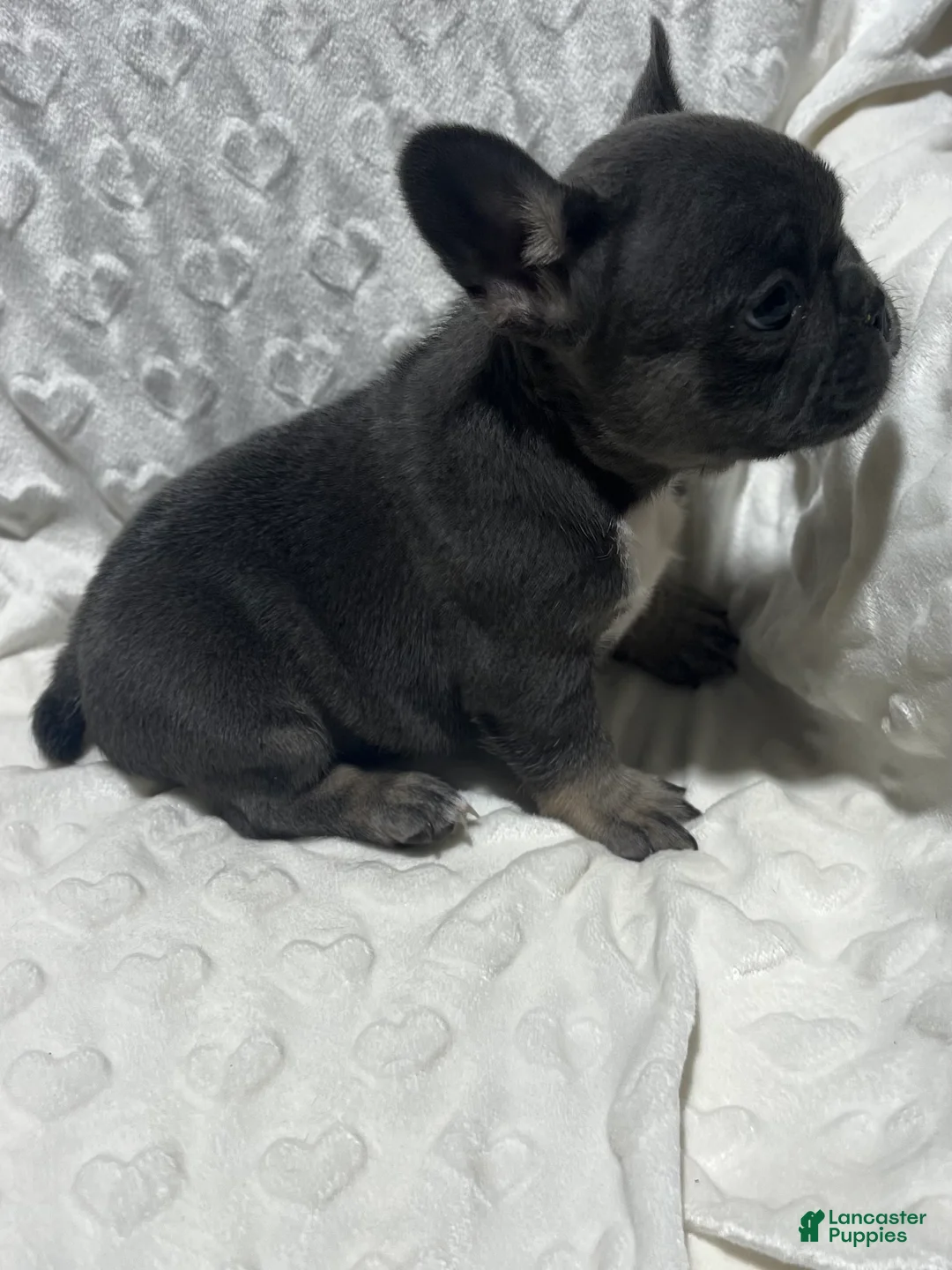 French Bulldog dogs for sale: French Bulldog Puppy 8 - Ad 2