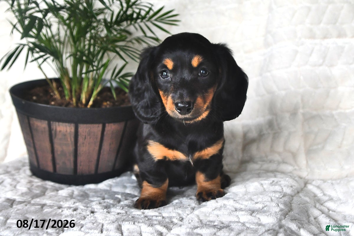 Miniature Dachshund dogs Daisy - Ad 2