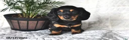Miniature Dachshund dogs for sale: Daisy - Ad 2